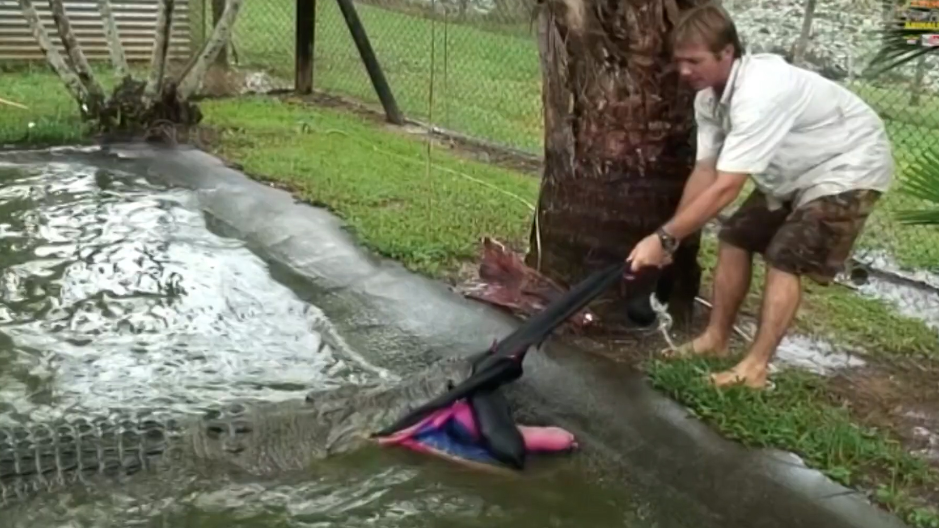 Wrestling a full-grown crocodile | The croc wins the round