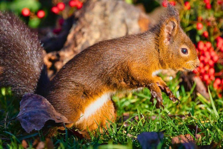 Gardeners urged to do 1 simple task to help red squirrels survive winter