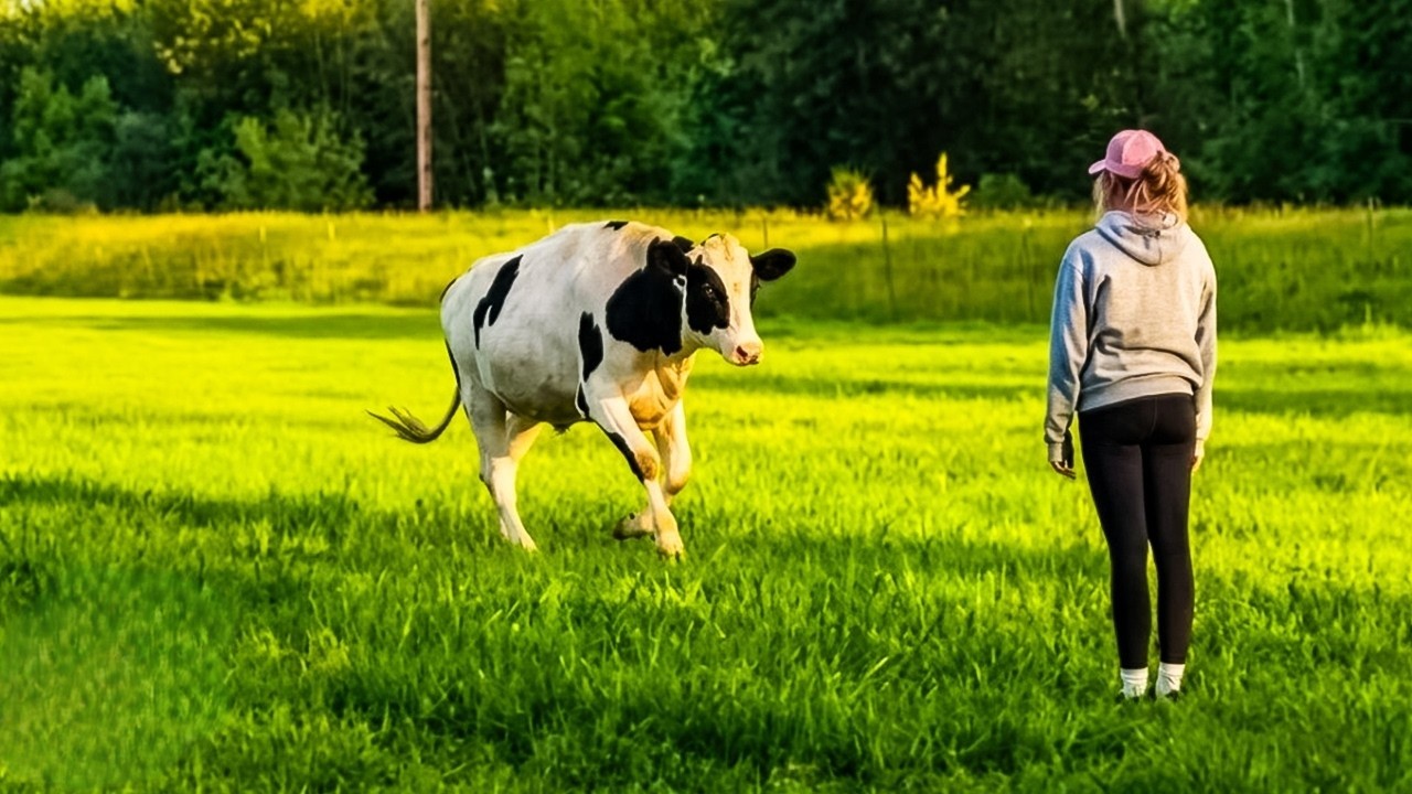 1,500-lb bull runs to his favorite person and only wants cuddles