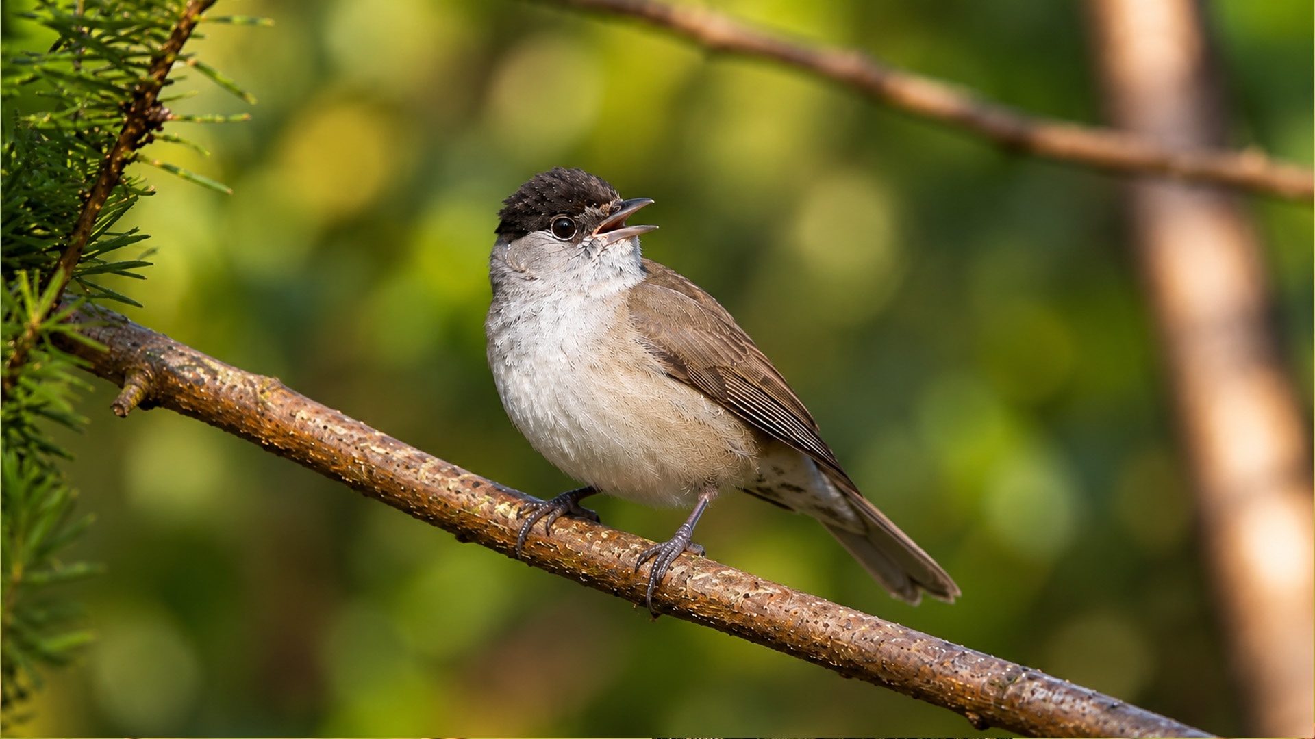 Something kept singing from the forest edge until this blackcap appeared