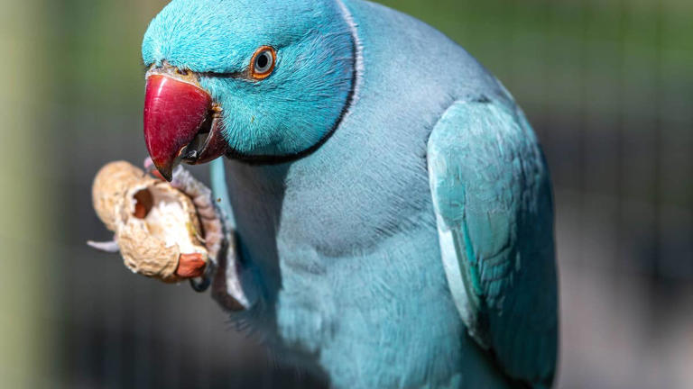 5 pet bird species that are similar to the cockatiel