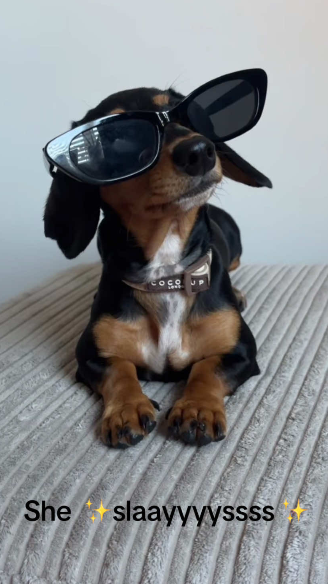 The unexpected charm of a mini dachshund's personality