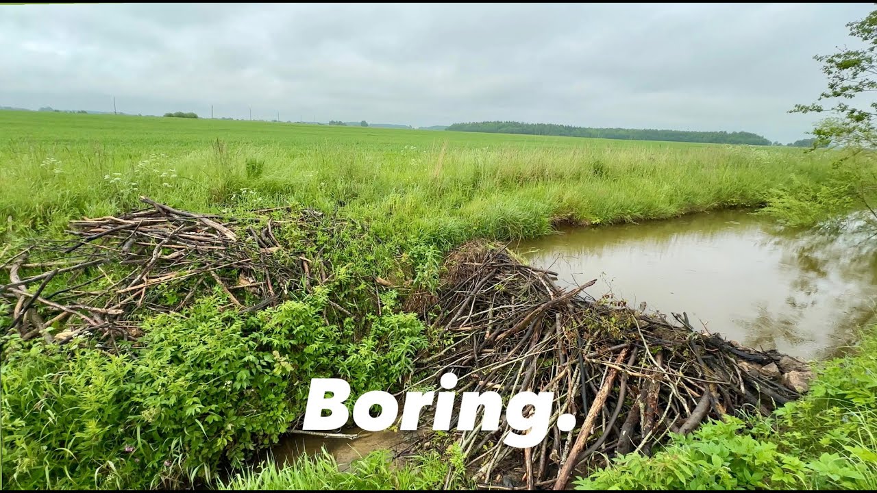 Not as Expected Beaver Dam Removal.