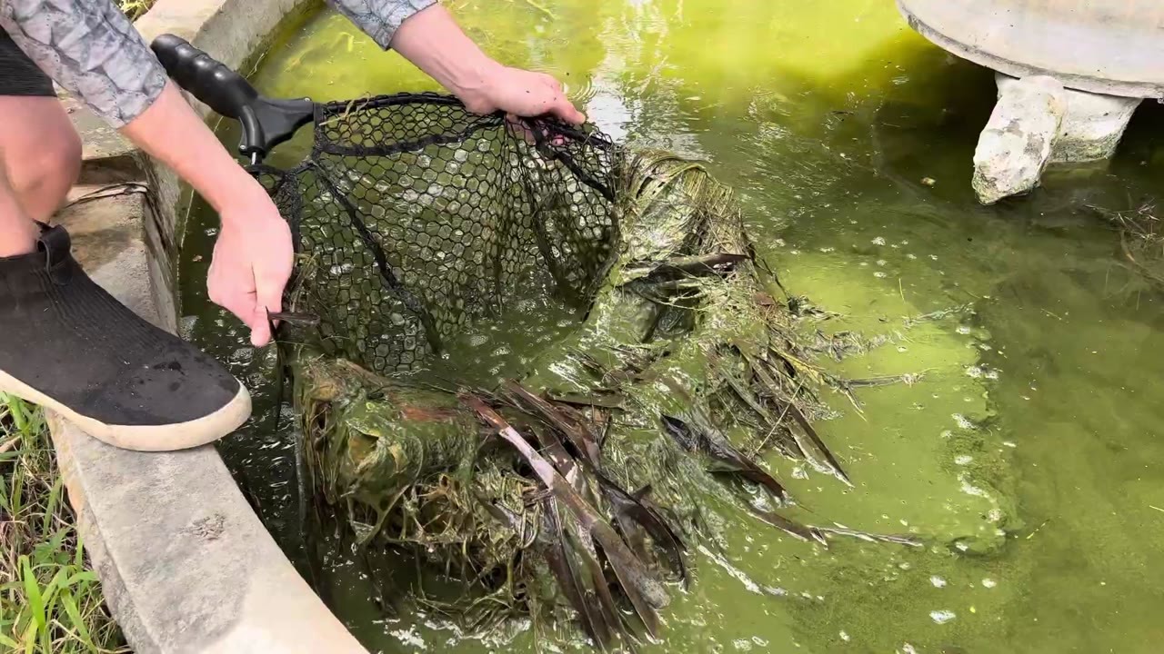 Aquarium fish are collected for relocation from a green pond