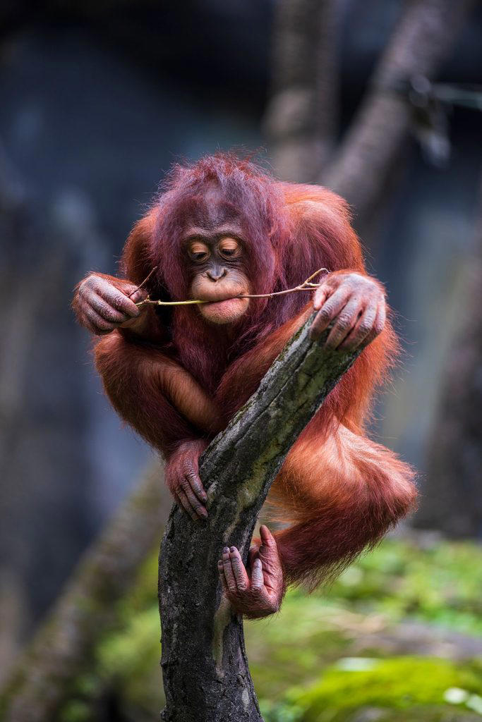 Does hearing laughter help orangutans learn?