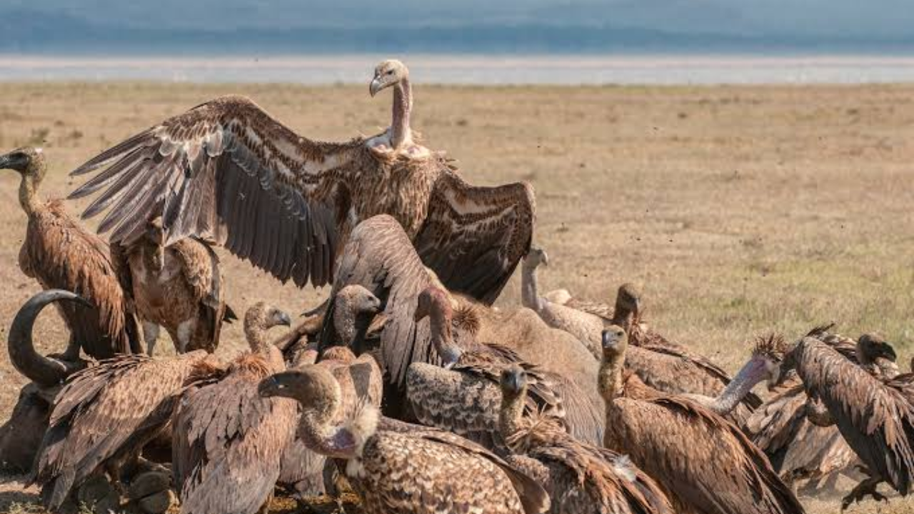 North Carolina town sues couple accused of feeding vultures