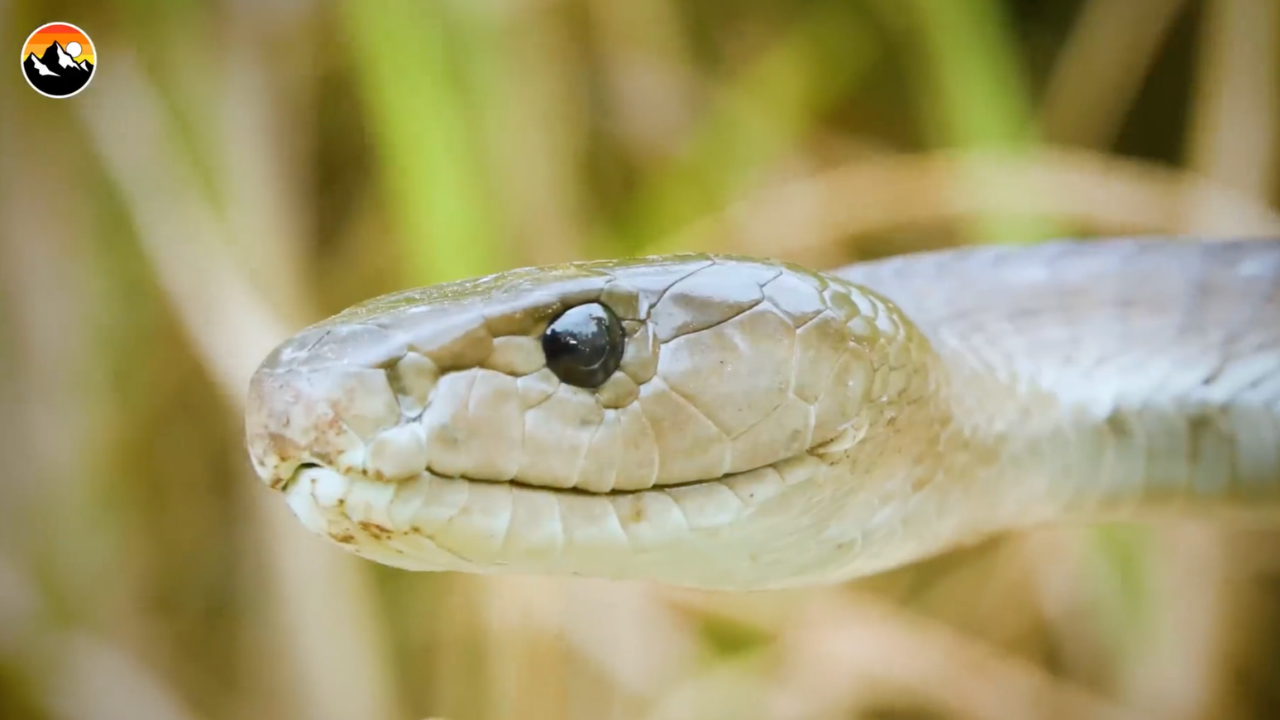The black mamba rescue that could go wrong in seconds