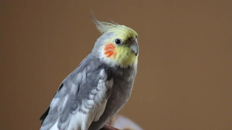 5 pet bird species that are similar to the cockatiel