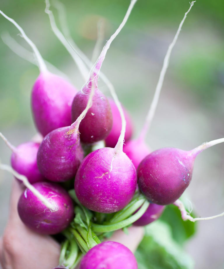 One raised bed, 7 compact crops – how to start growing your own ...