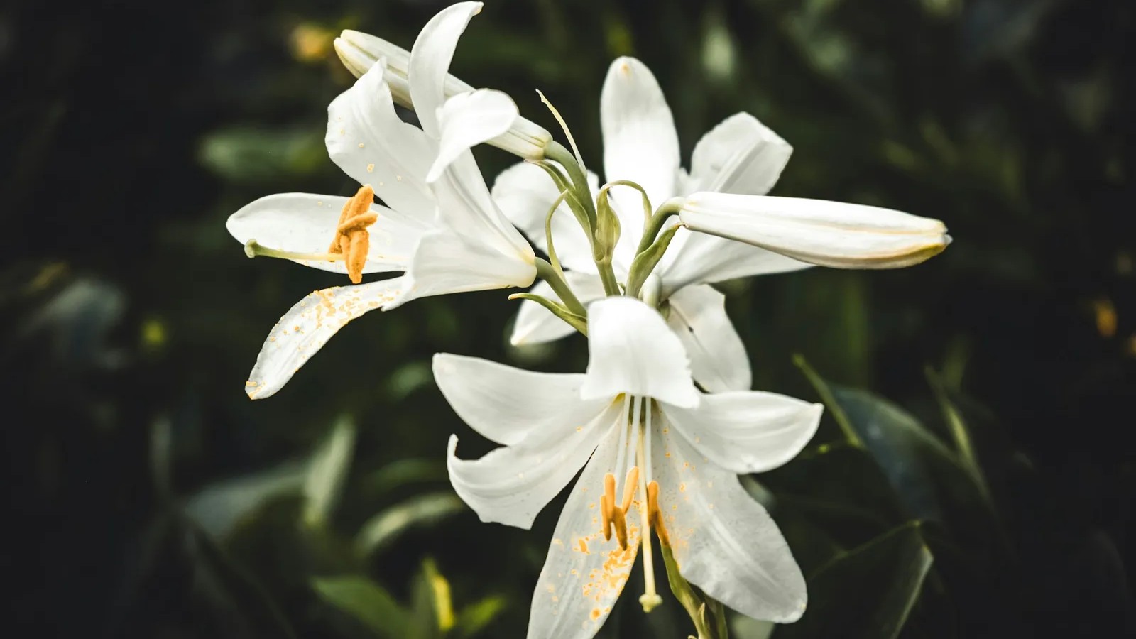 Why cat owners may want to check their houseplants against the ASPCA's ...