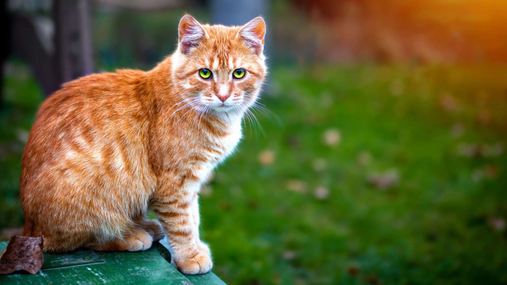 Cat losing weight without warning? 8 health problems pet parents should ...