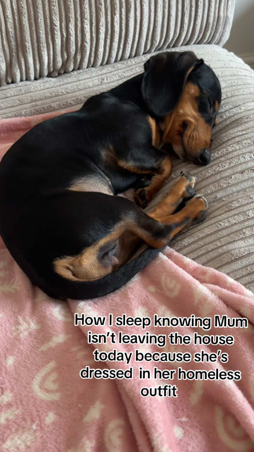 A sleepy mini dachshund enjoys a cozy nap