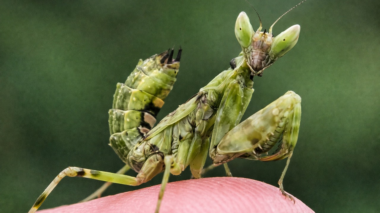 A praying mantis can strike in less than a hundredth of a second