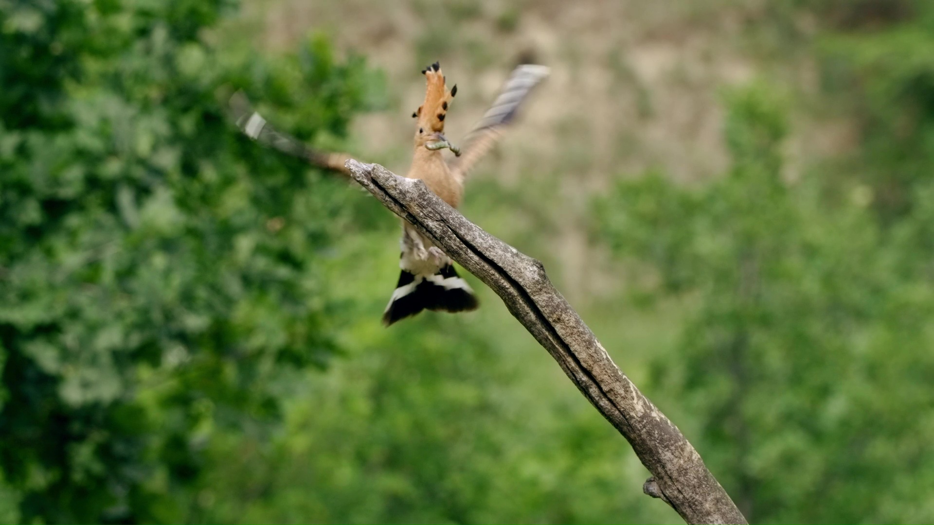Momento raro de abubilla común volando con un insecto