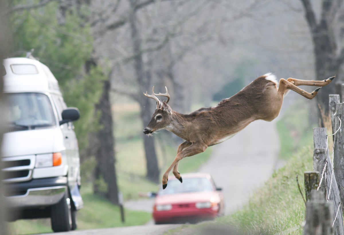 Why drivers are more likely to hit a deer in colder months – and where