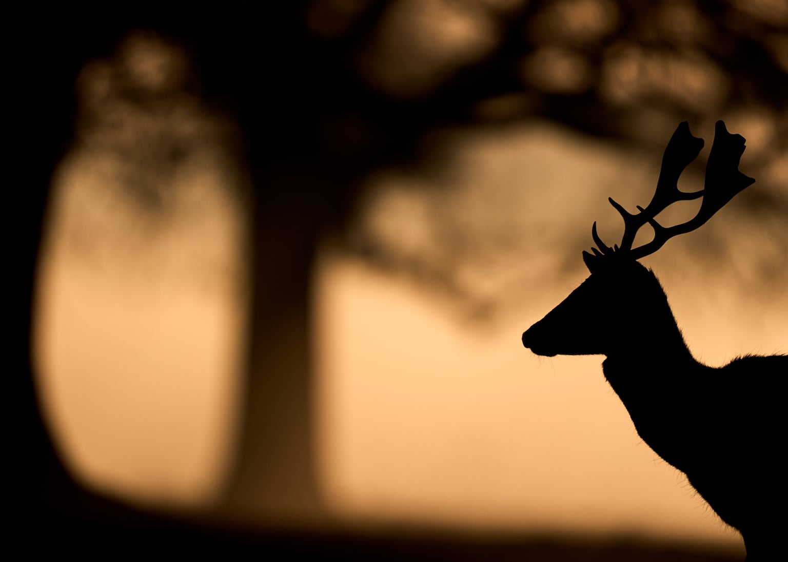 Drivers face heightened chance of animal-related road collisions as ...