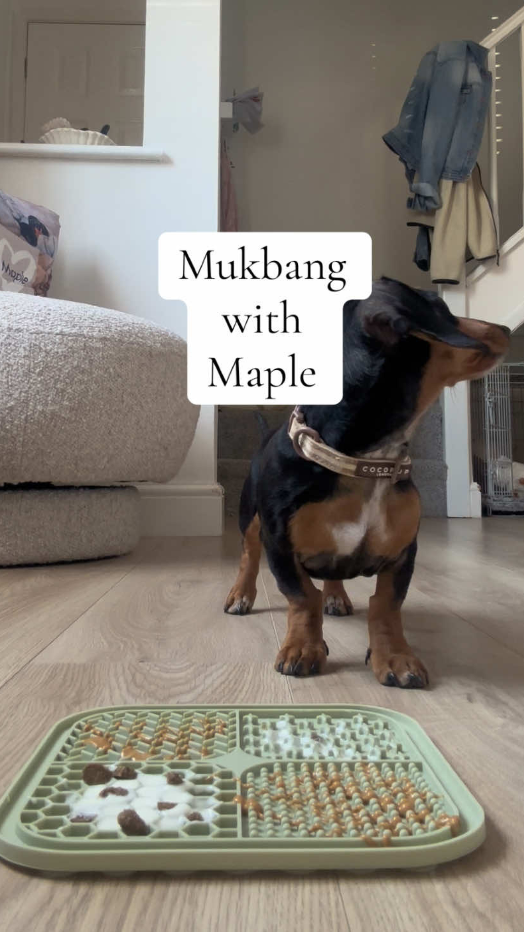 The simple lick mat activity this dachshund enjoys