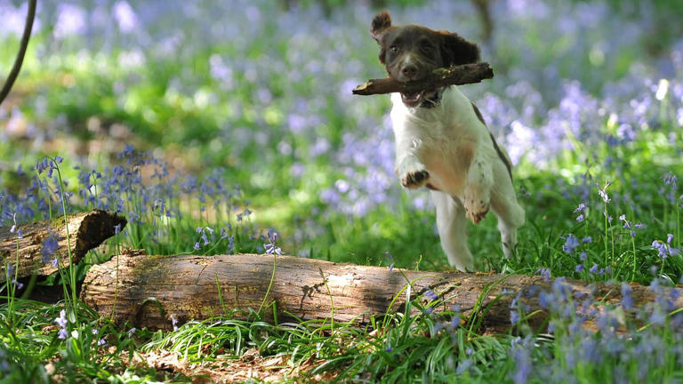 4 calm dog breed alternatives to Australian shepherds, according to a vet
