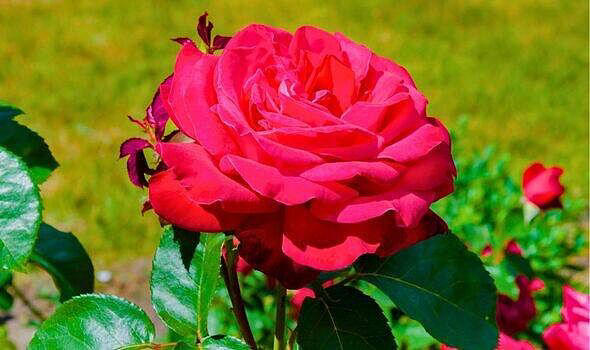 Roses will thrive and bloom next year if you add 1 natural item to the ...