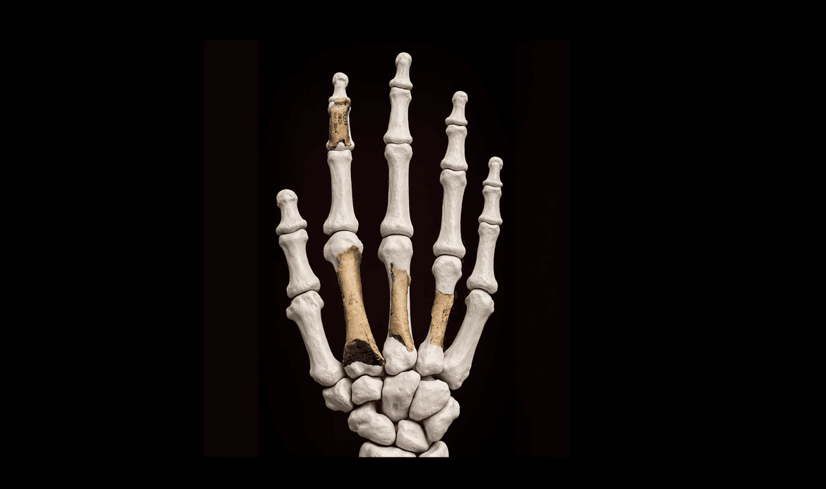 Neanderthal hand bones rich in 46,000-year-old ancient DNA discovered ...