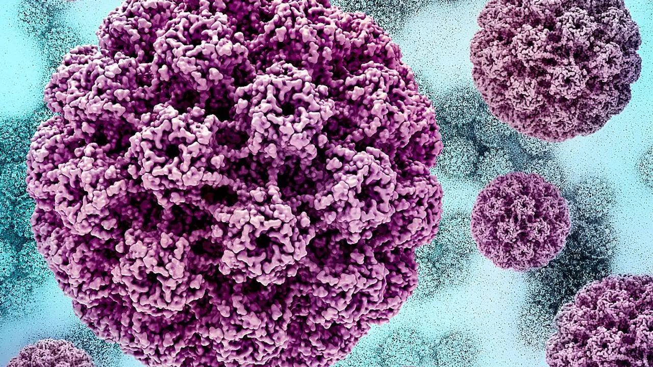 Shamonda virus detected in human for first time in France