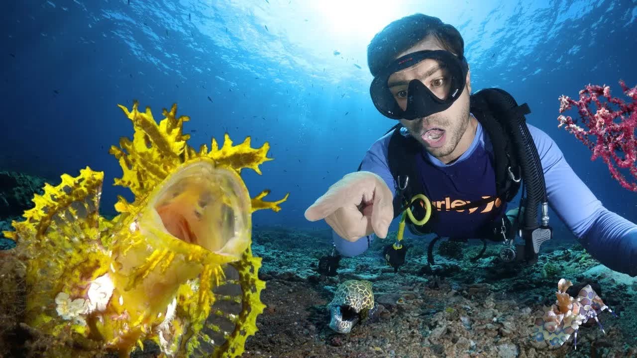 Two dives into a search for an elusive fish reveal a reef full of ...