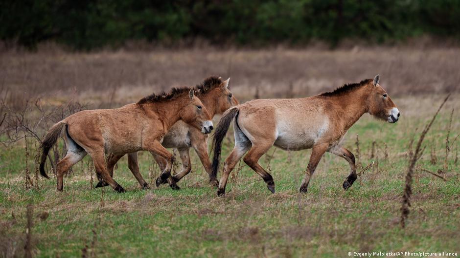 Nature reclaims Chernobyl after nuclear disaster