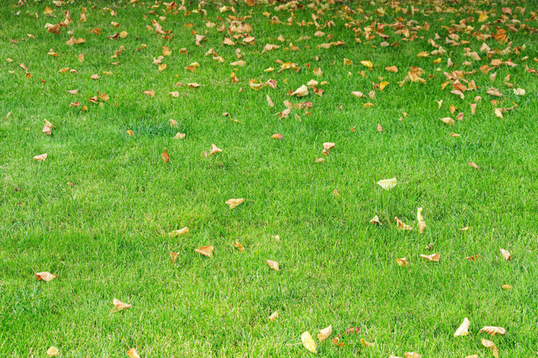 How to prep your lawn for winter now so you’ll have stronger grass next ...
