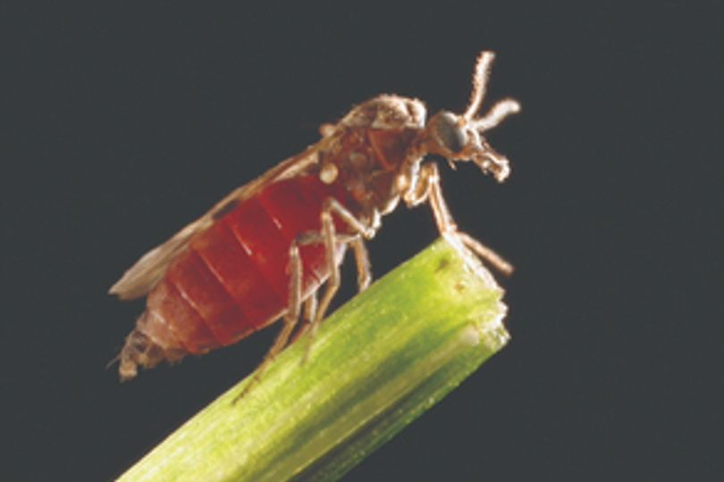 First patient dies from deadly virus spread by insects