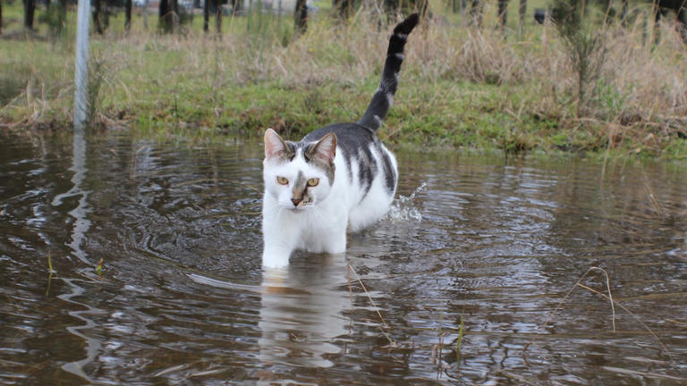 Cats hate water? These animals prove otherwise