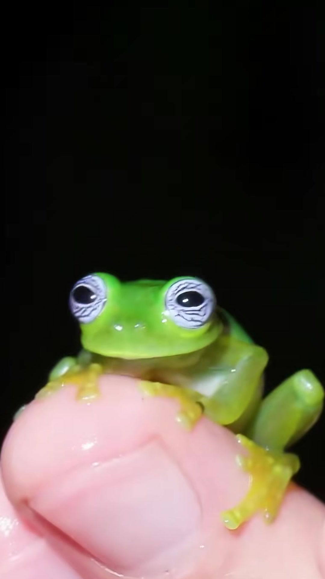 The ghost glass frog is almost completely see-through