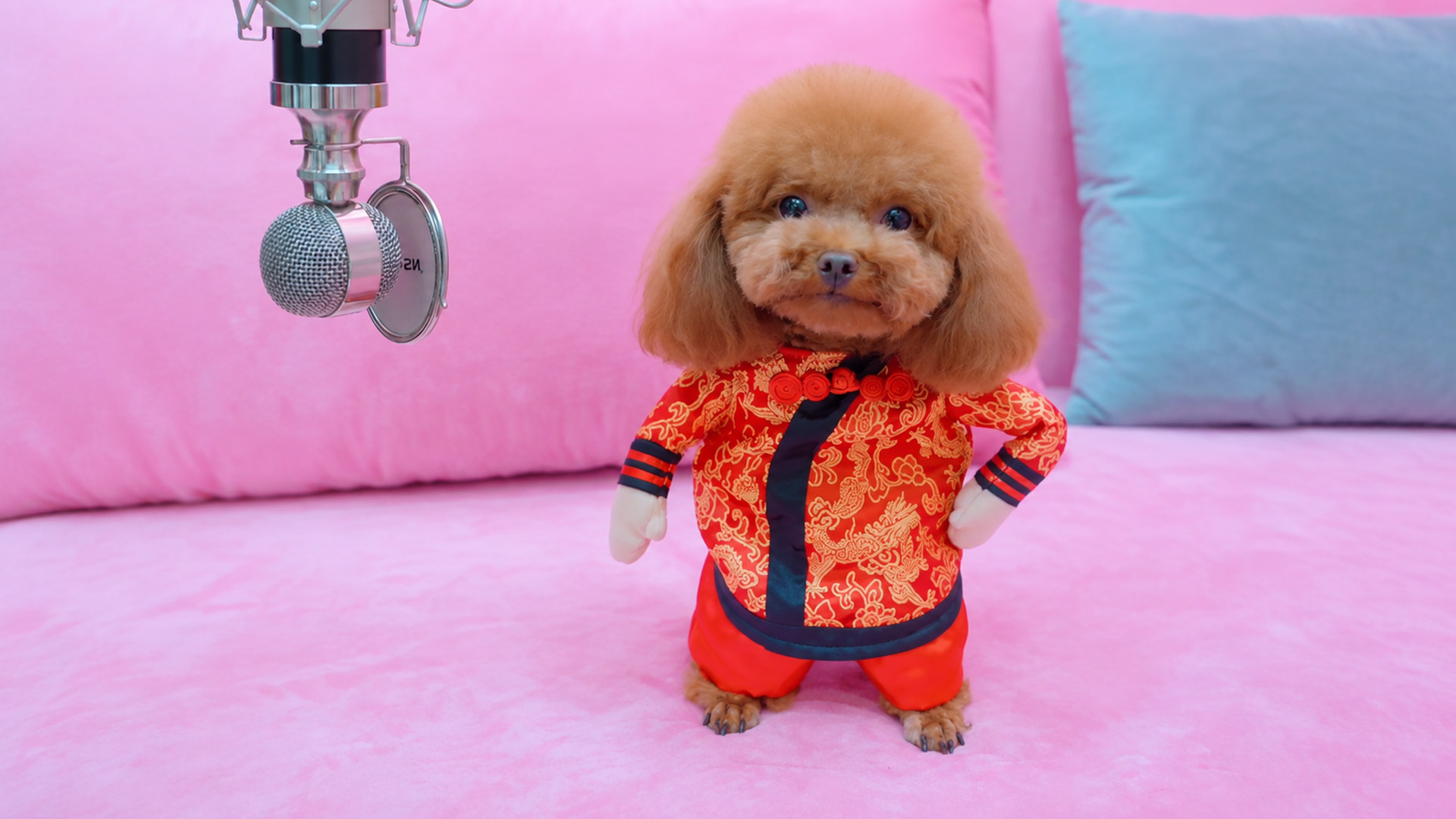 Toy poodle dressed in a traditional red Chinese outfit
