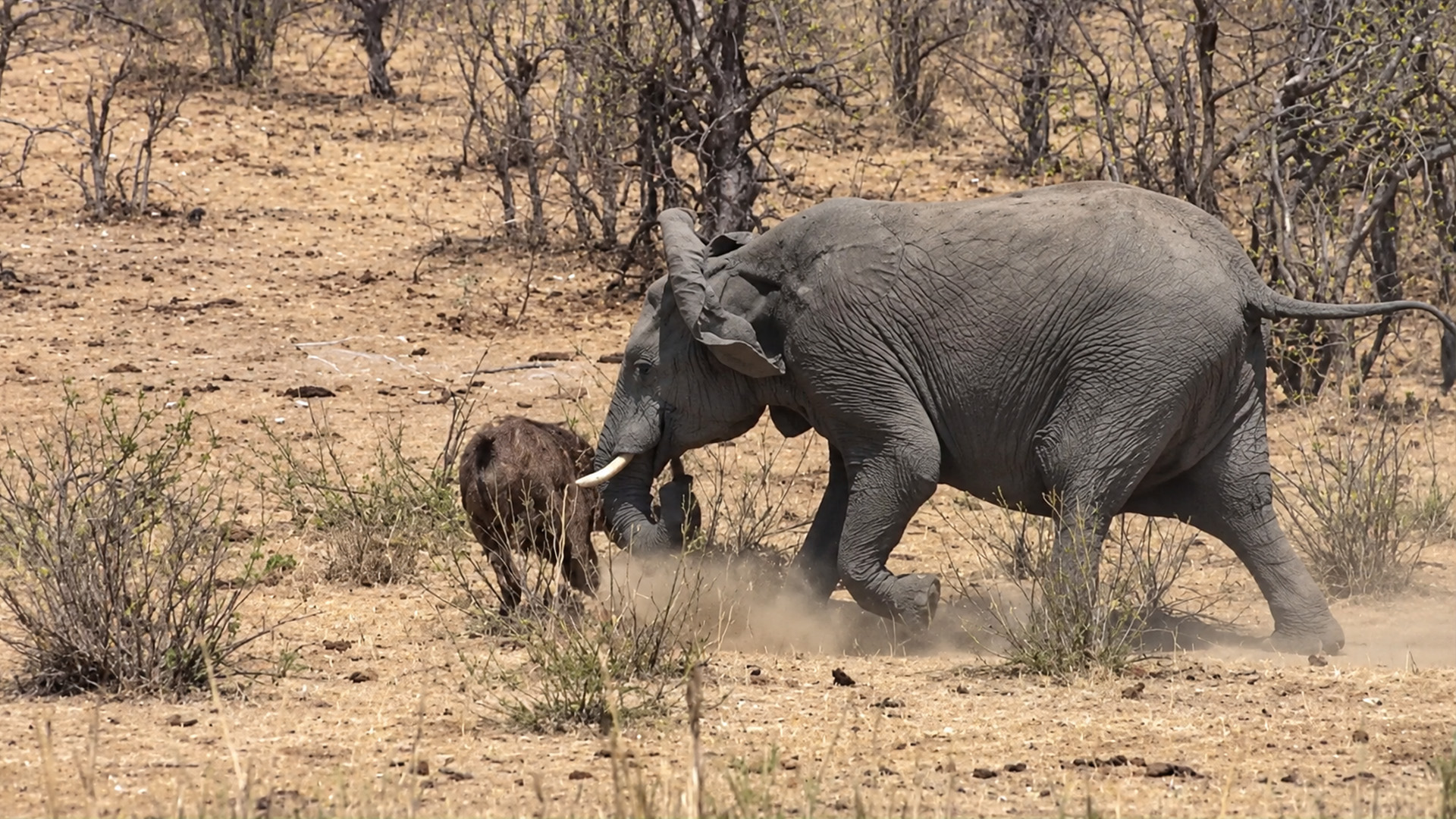 Elephant charges at buffalo and attacks with its tusks