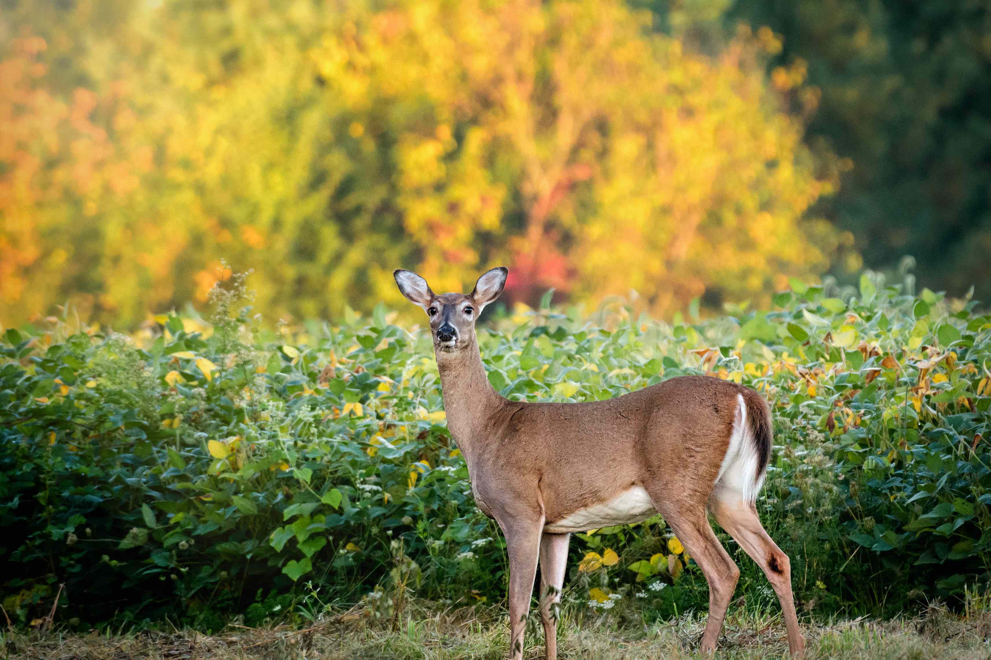 Seeing more deer in your yard this fall? These 3 things could be ...