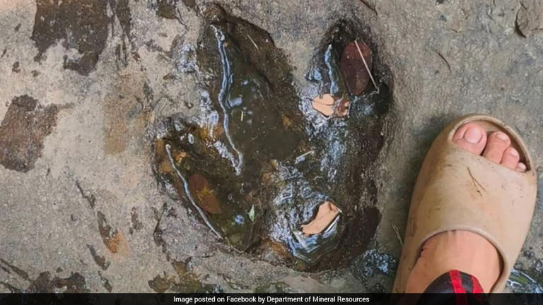 Tourist shares photo of strange marks, experts confirm 120-million-year ...