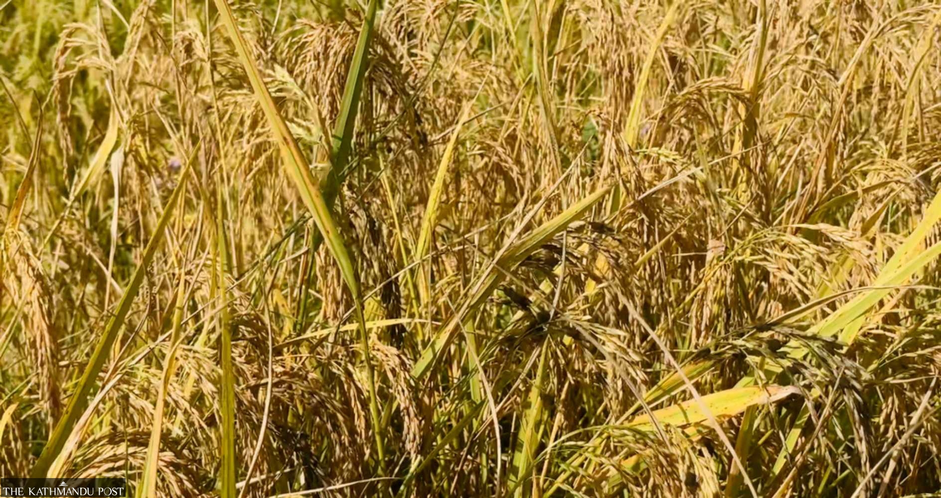Fungal disease threatens rice harvest in Palpa