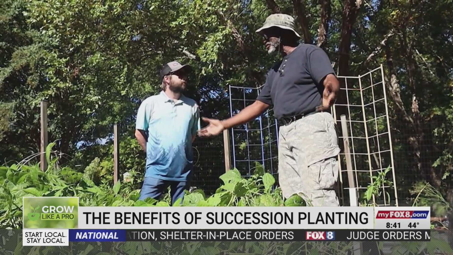 Succession planting can help you grow like a pro
