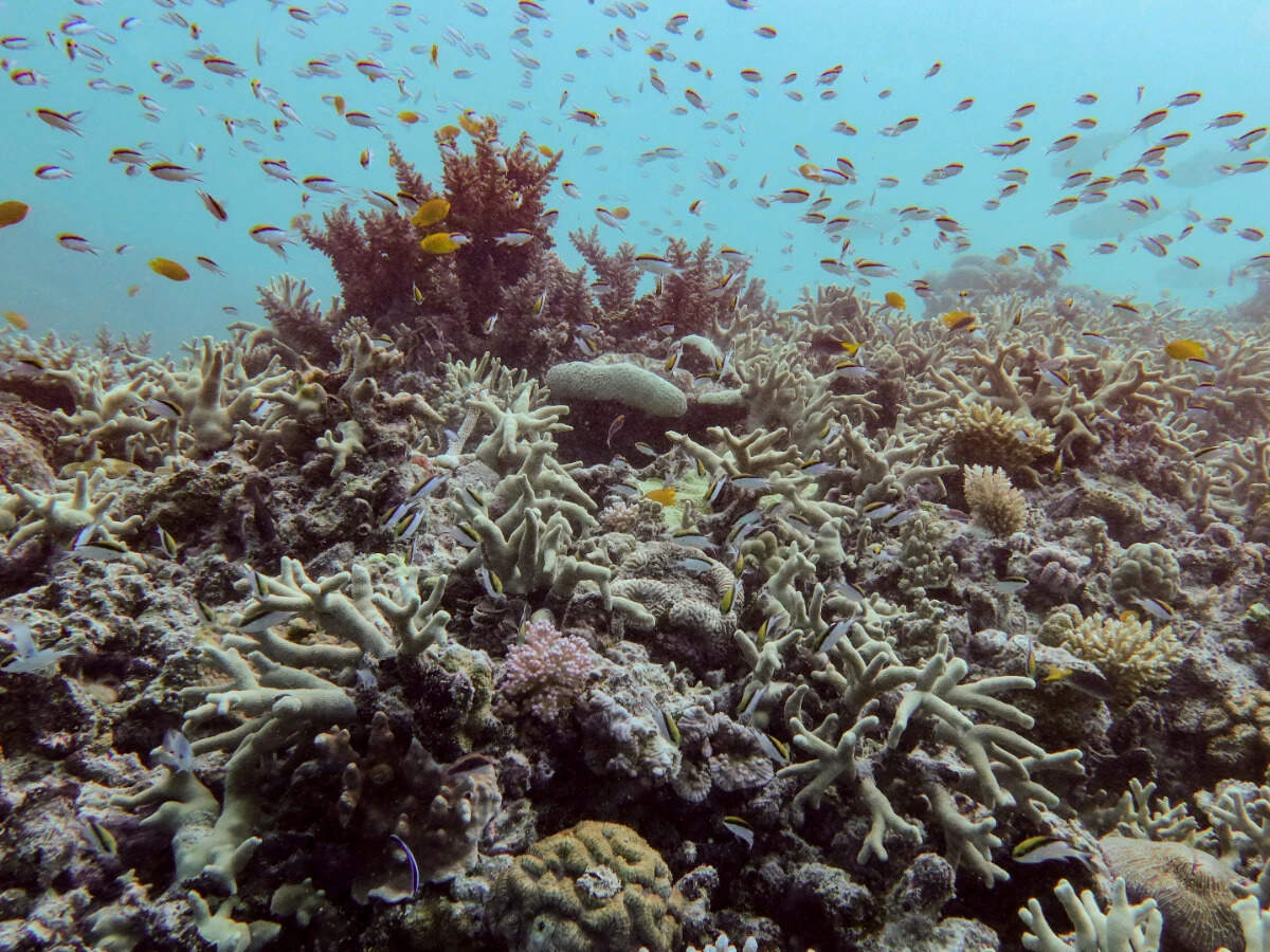 Almost all coral reef ecosystems face risk of collapse in 50 years ...