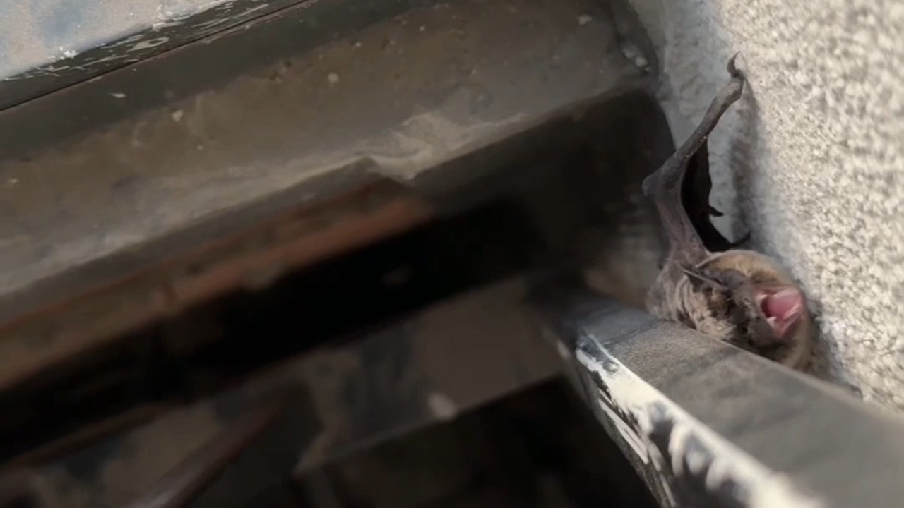 Dehydrated bat defends itself before getting safely rescued