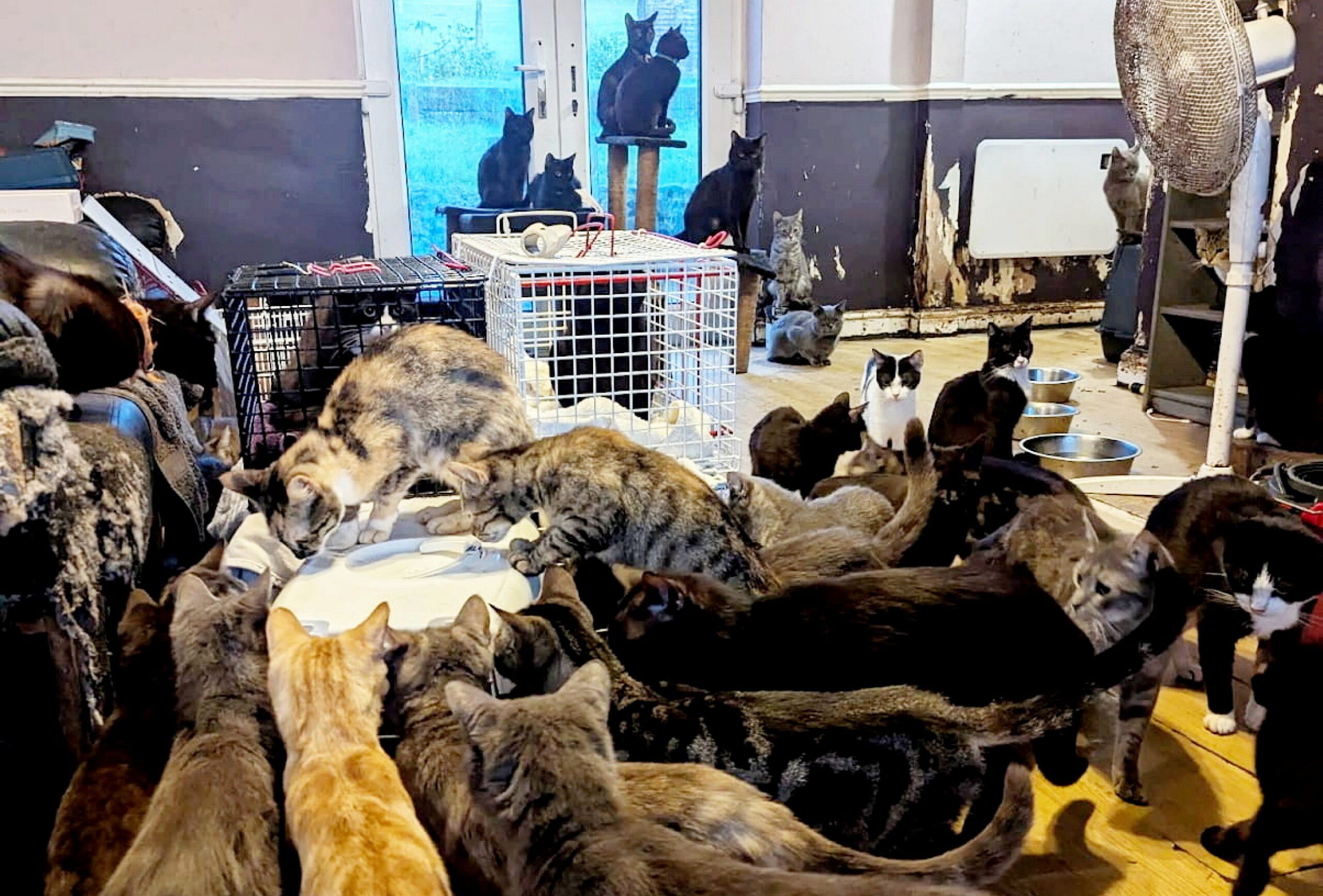 Cat rescues at crisis point as pet hoarders drive rise in animals ...