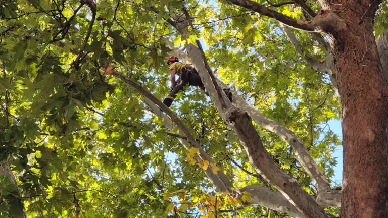 Il tree climbing per potare il grande platano di piazza Malatesta a Rimini