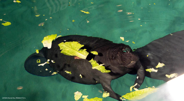 Young manatee rescued alongside her injured mother gets a new home at ...