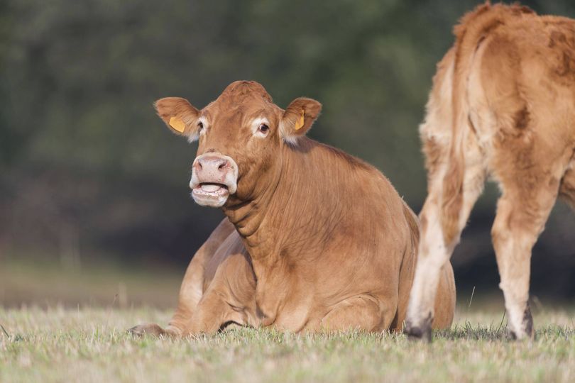 Terrifying new 'cattle virus' infects first human as health bosses ...