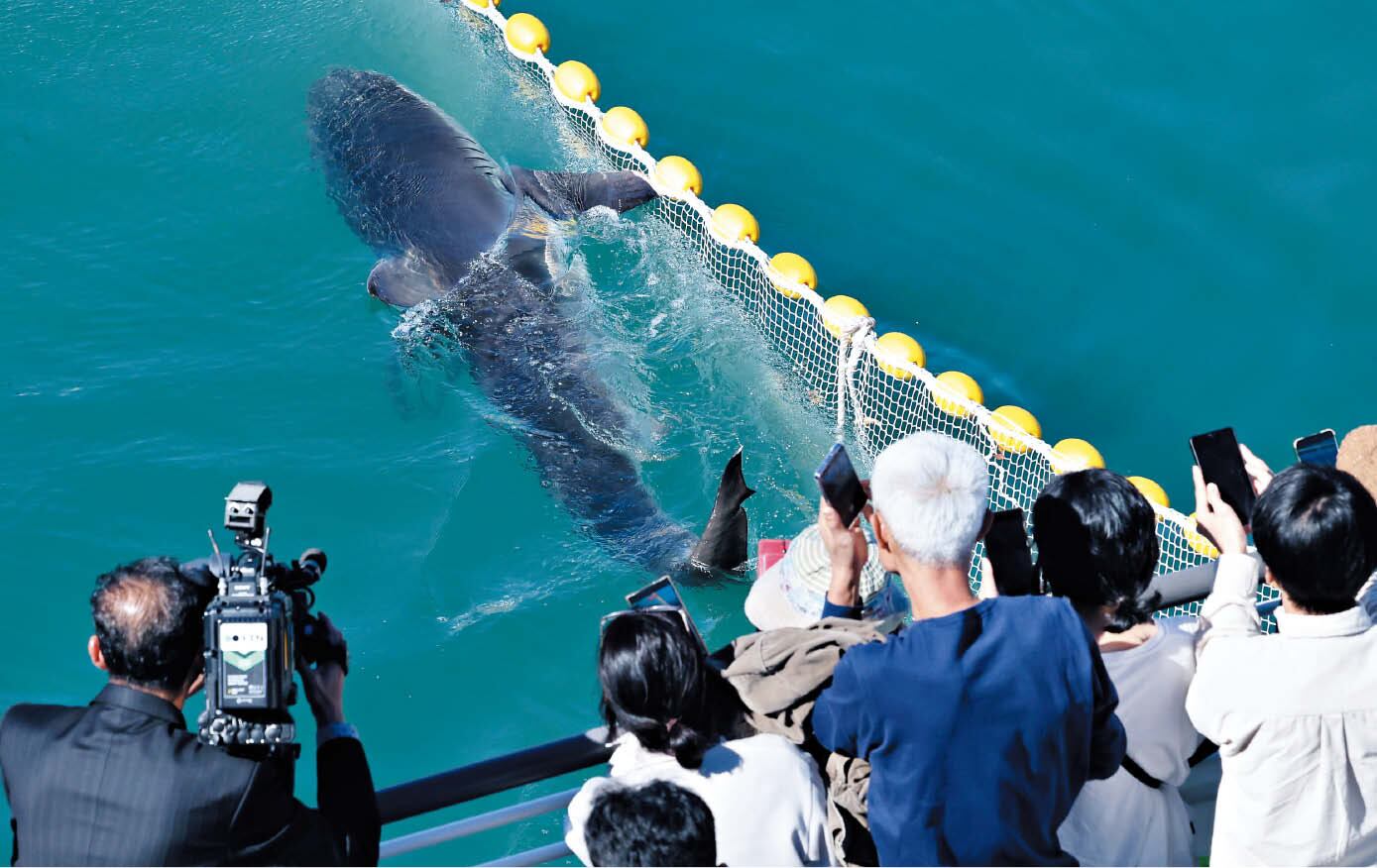 Dusky shark Bukangi returns to Busan waterway after five hours