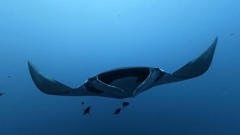 Mantarrayas gigantes jóvenes se quedan cerca de su lugar de origen ...