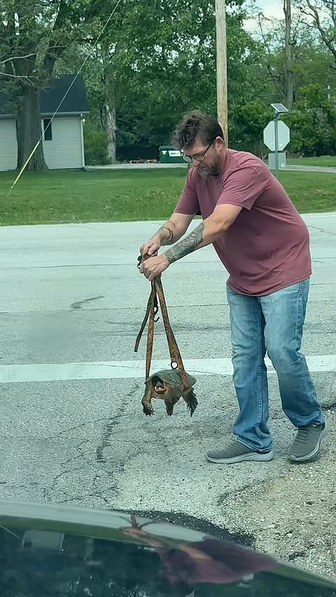 Man helps turtle safely cross road