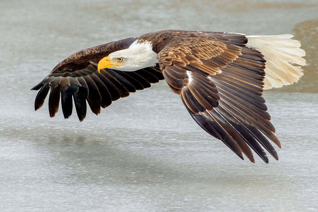 Flying can use less energy than swimming, and these birds have been ...