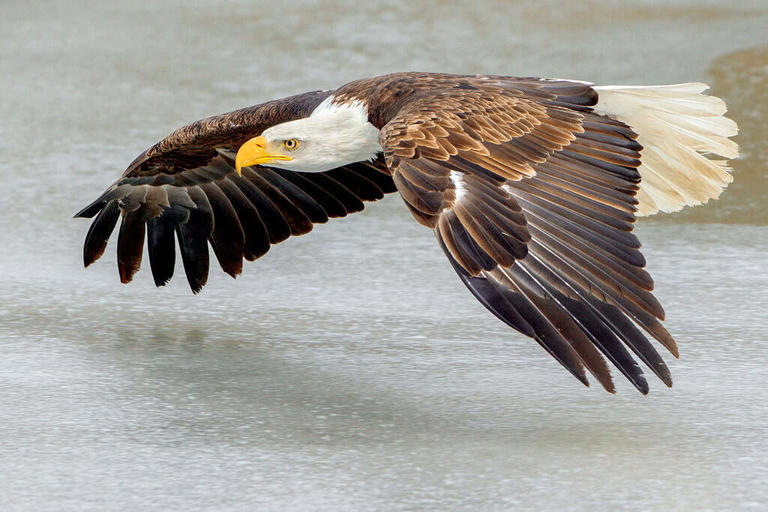 Flying can use less energy than swimming, and these birds have been ...
