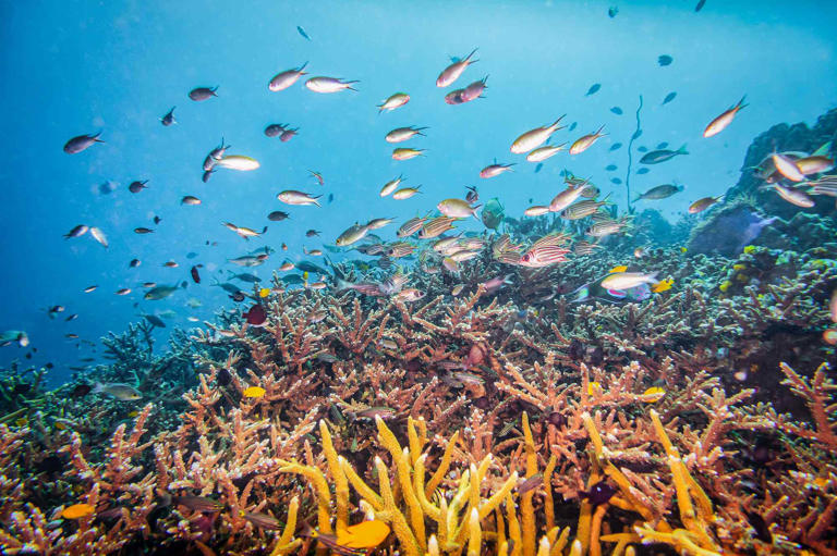 This stunning island has some of the best snorkeling in the world—with ...