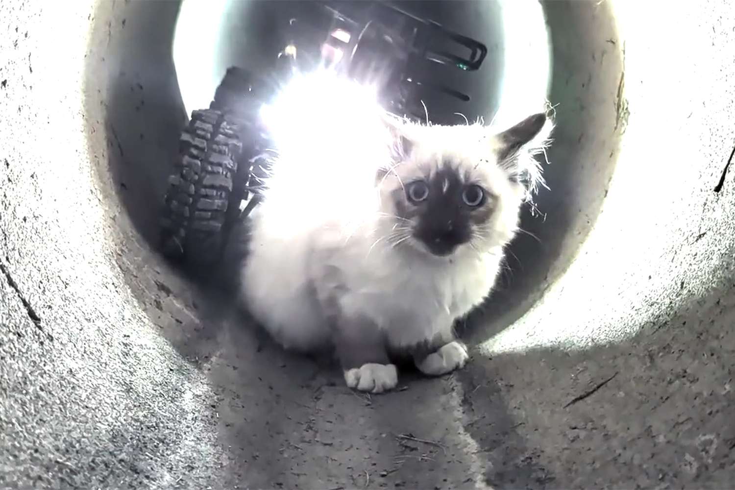 Terrified kitten rescued from storm drain by remote-controlled pipe ...